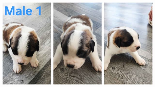 Saint Bernard Puppies media 5