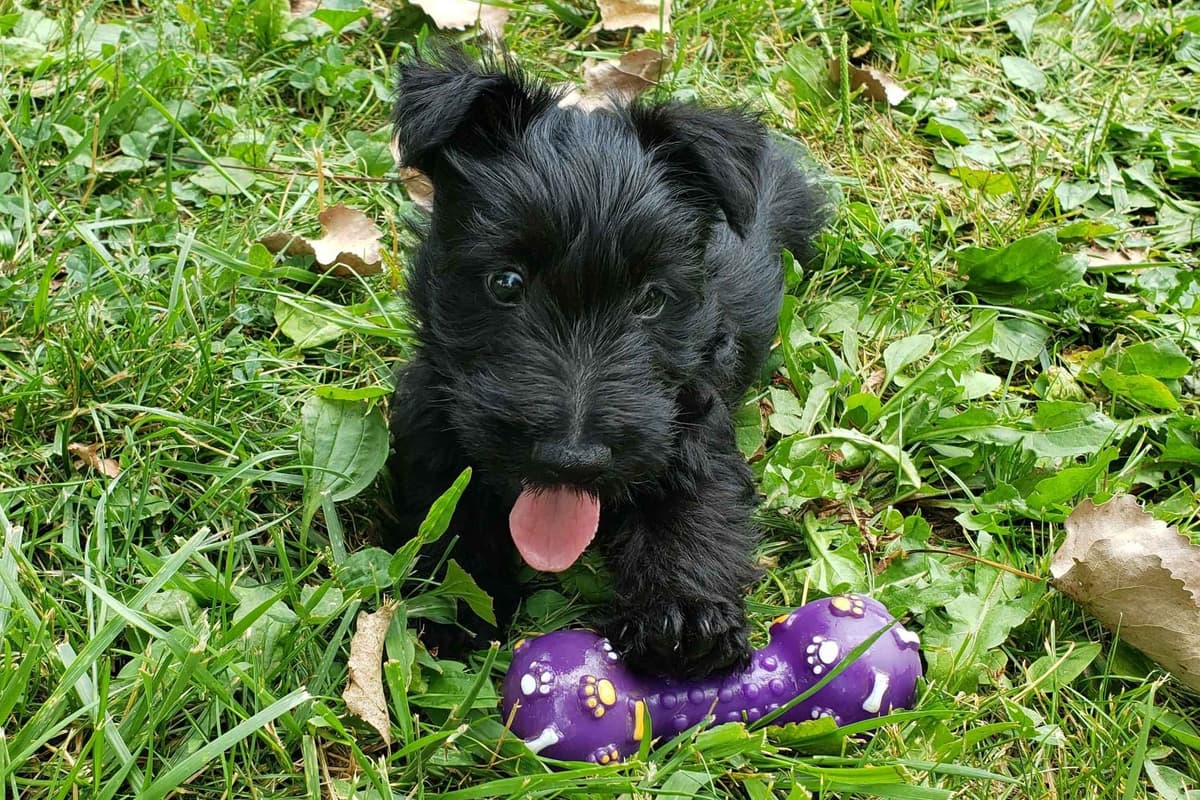 Scottish Terrier Puppies breeder image 1
