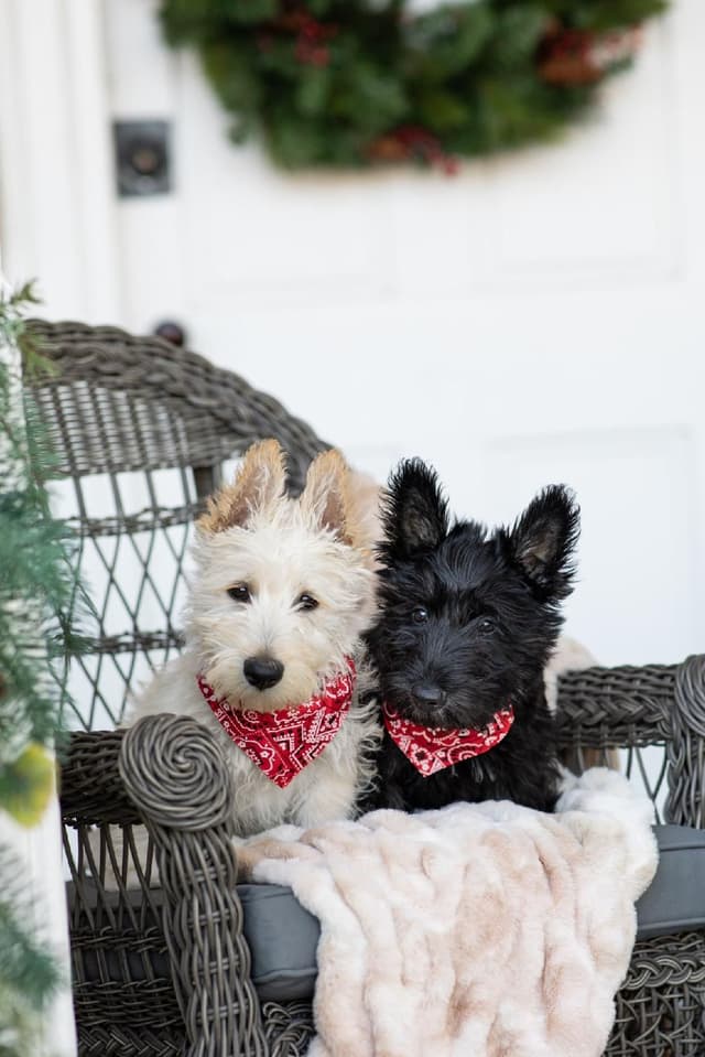 Scottish Terrier Puppies media 2