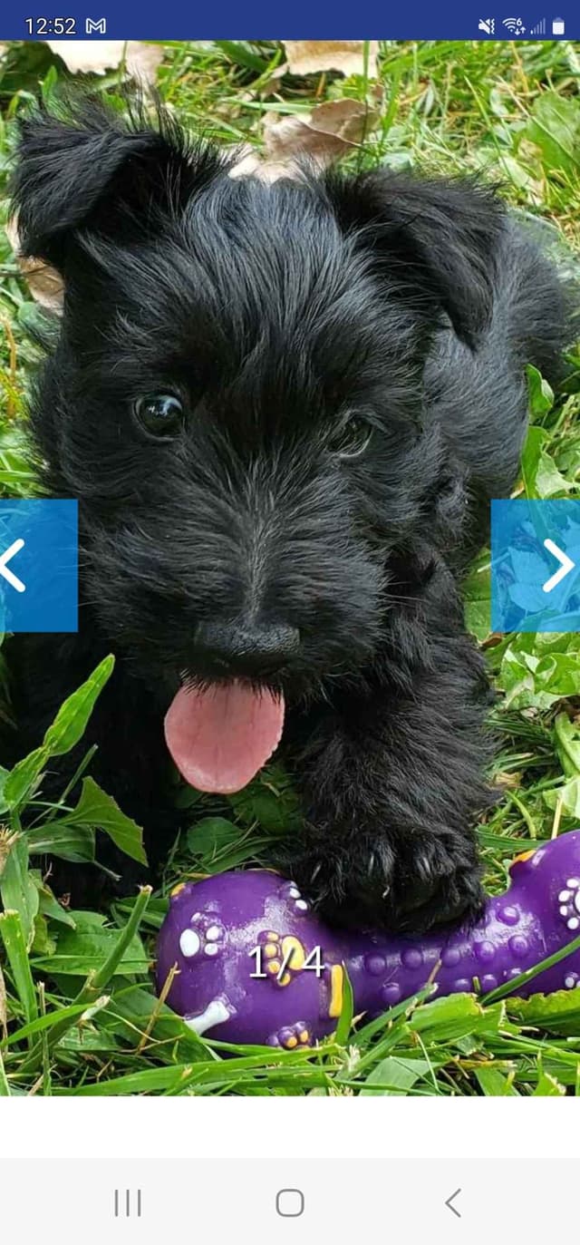 Scottish Terrier Puppies media 5