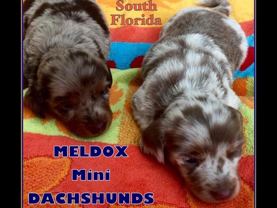 Dachshund Puppies breeder image 1