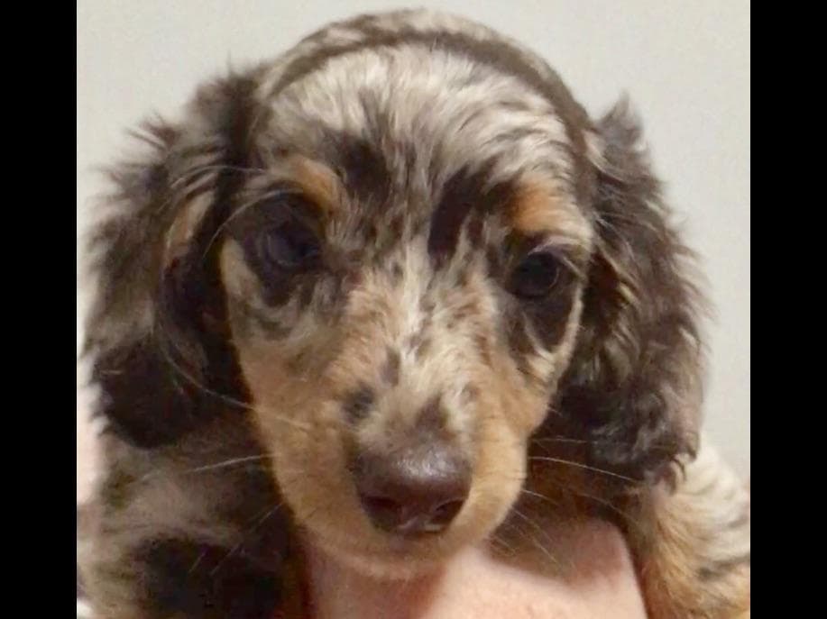 Dachshund Puppies breeder image 17