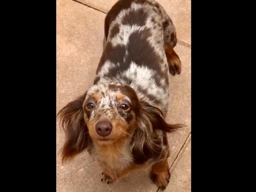 Dachshund Puppies breeder image 15