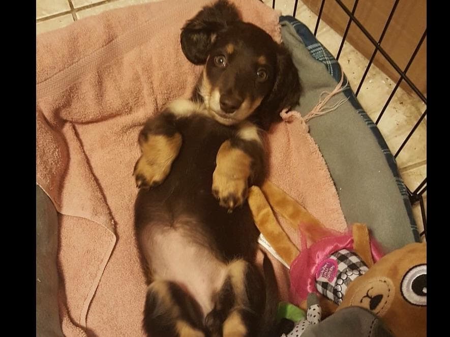 Dachshund Puppies breeder image 14
