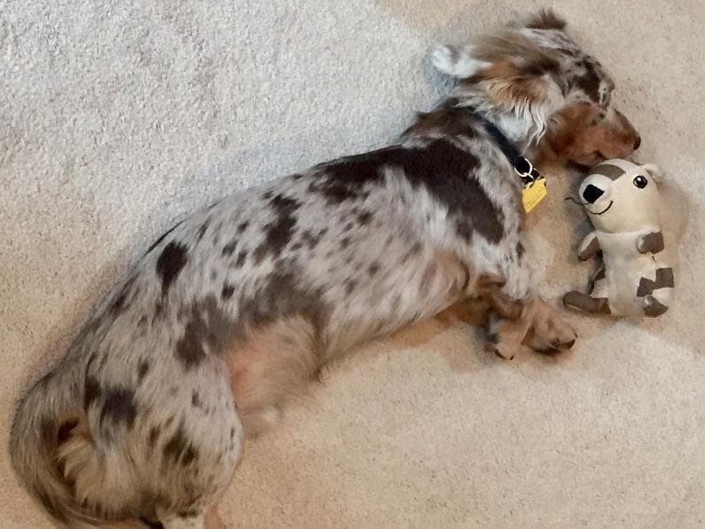 Dachshund Puppies breeder image 13