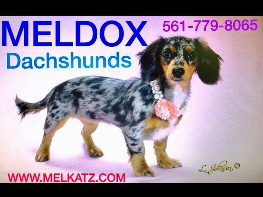 Dachshund Puppies breeder image 12