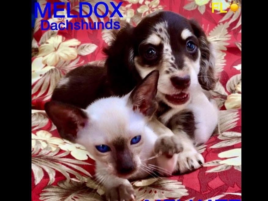 Dachshund Puppies breeder image 10