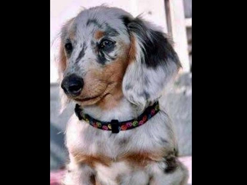 Dachshund Puppies breeder image 9