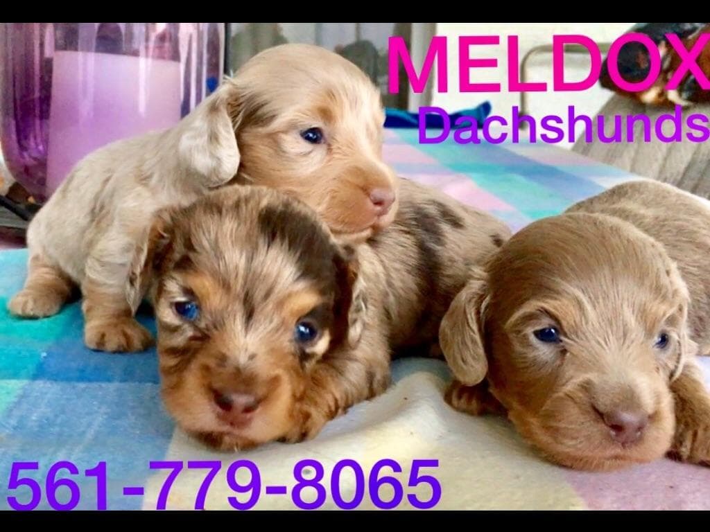 Dachshund Puppies breeder image 8