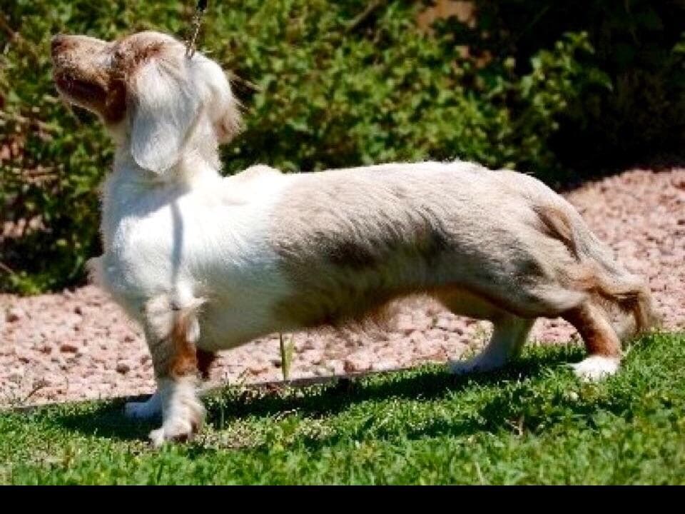 Dachshund Puppies breeder image 7