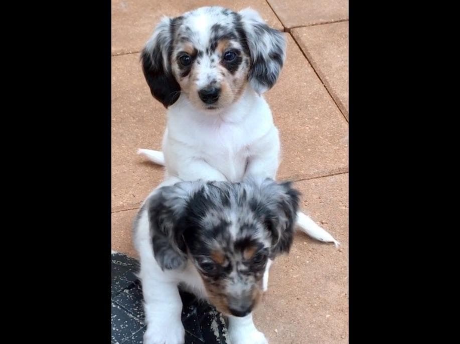 Dachshund Puppies breeder image 6