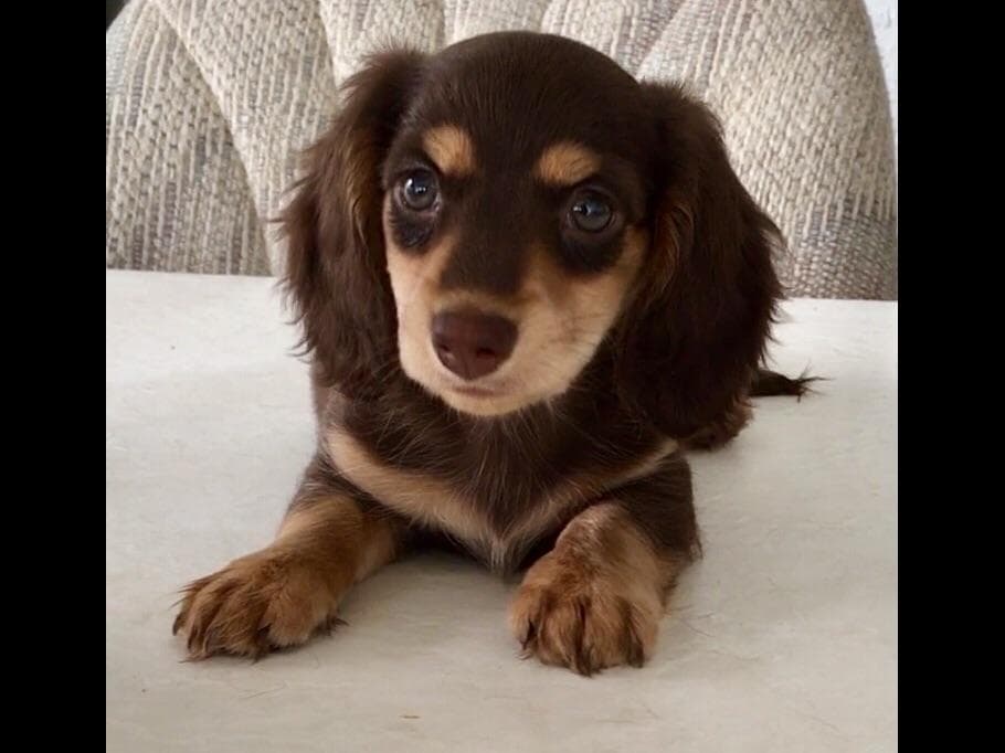Dachshund Puppies breeder image 5