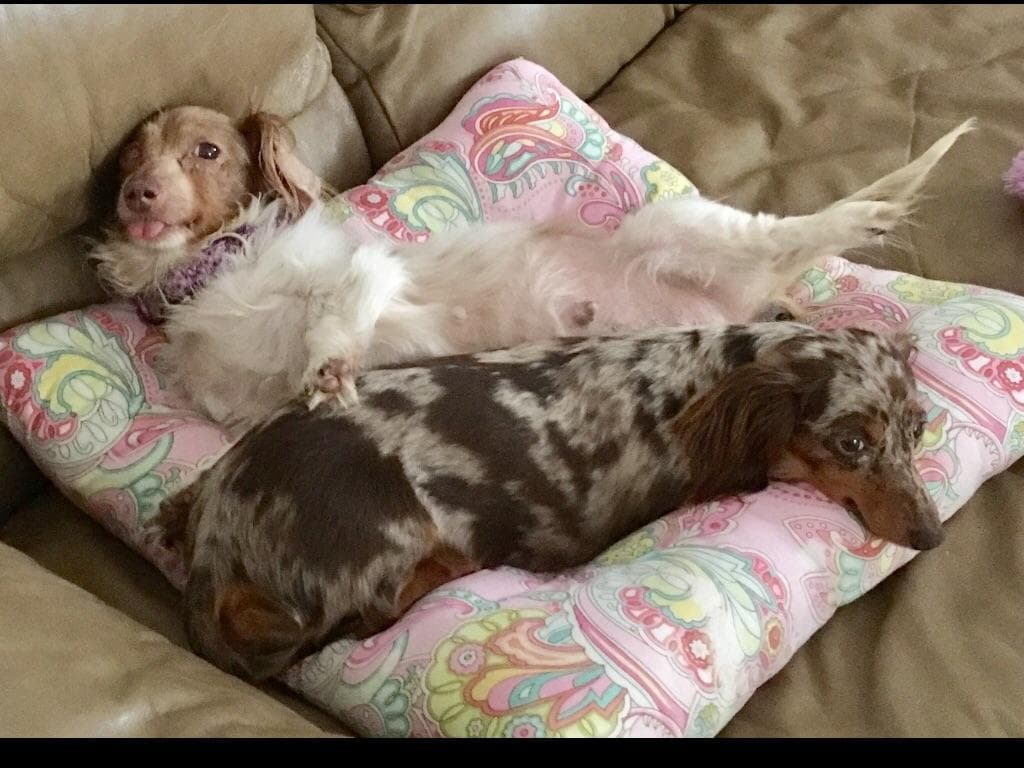 Dachshund Puppies breeder image 3