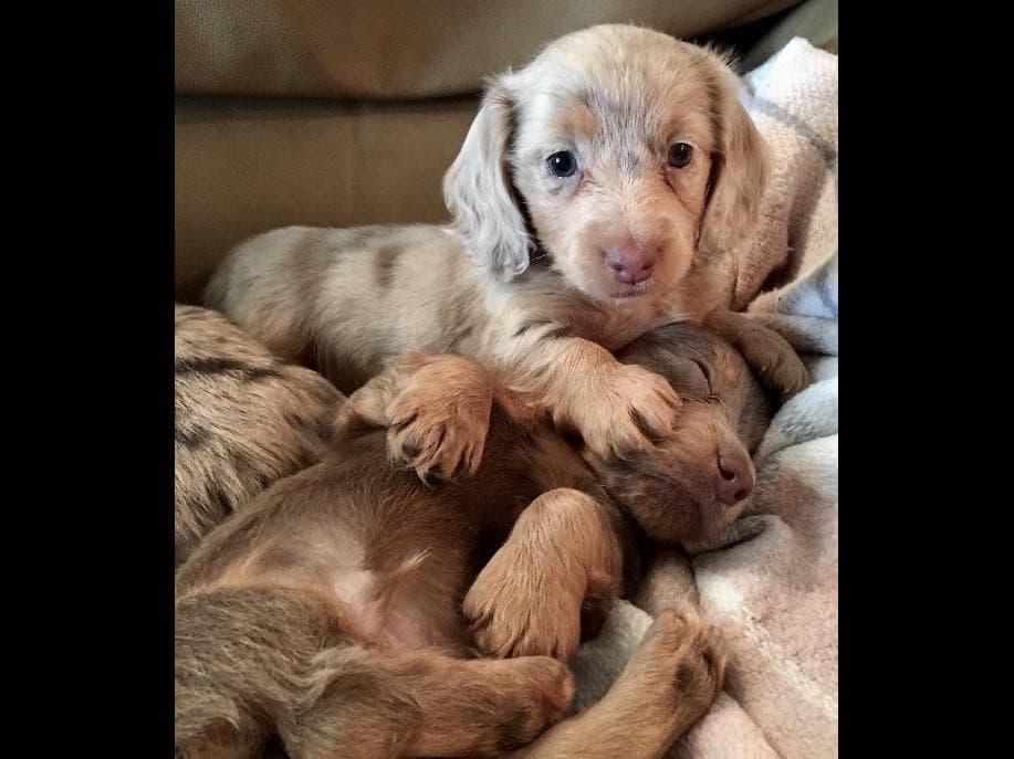 Dachshund Puppies breeder image 2