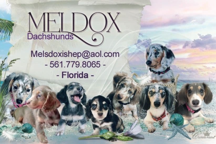 Dachshund Puppies breeder image 18