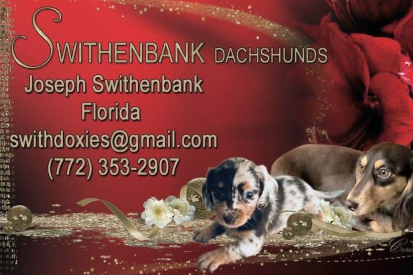 Dachshund Puppies breeder image 19