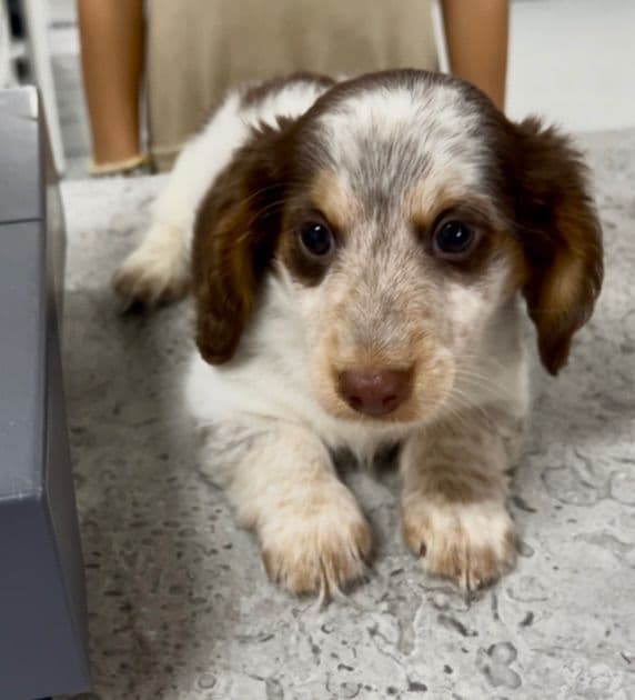 Dachshund Puppies breeder image 21