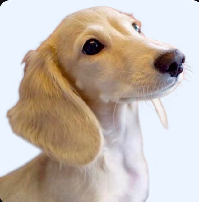 Dachshund Puppies media 3