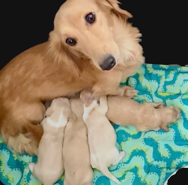 Dachshund Puppies media 22