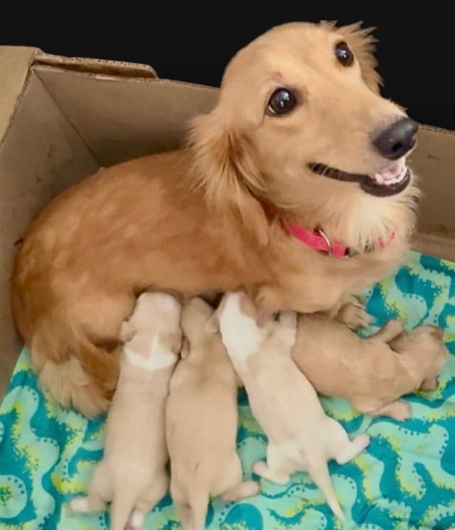 Dachshund Puppies media 21