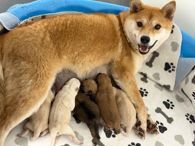 Shiba Inu Puppies media 5