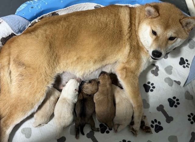 Shiba Inu Puppies media 6
