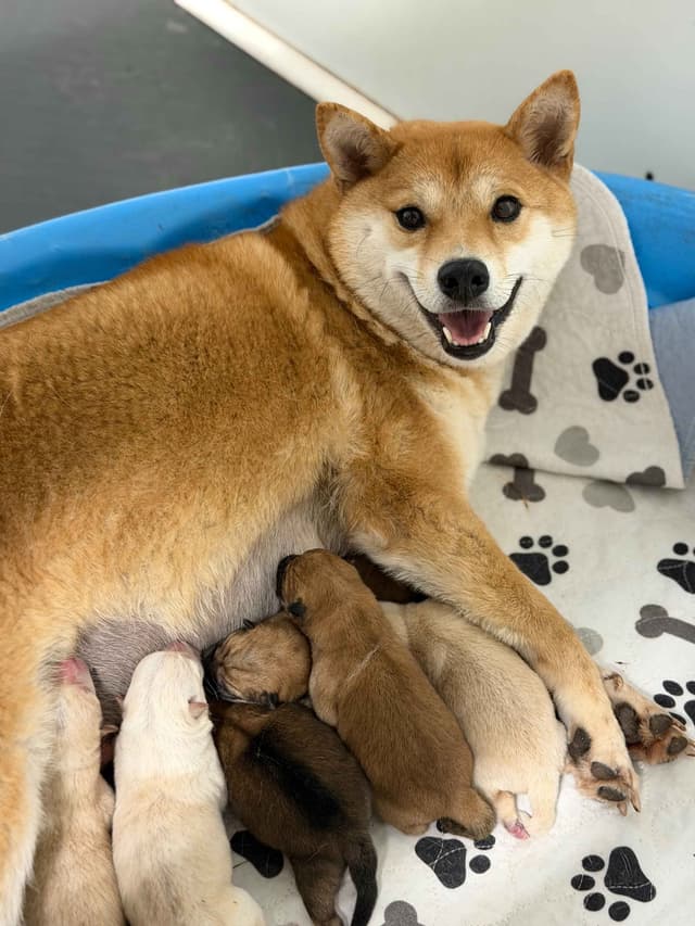 Shiba Inu Puppies media 3