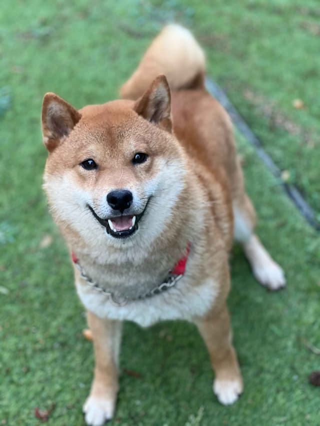 Shiba Inu Puppies media 7