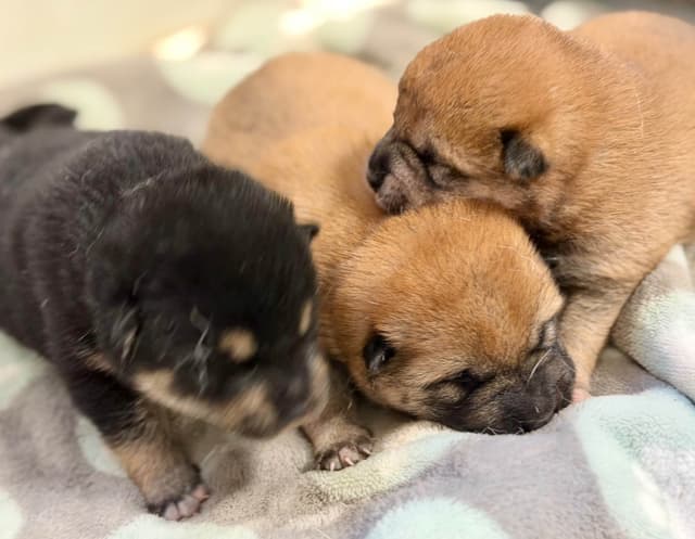 Shiba Inu Puppies media 3