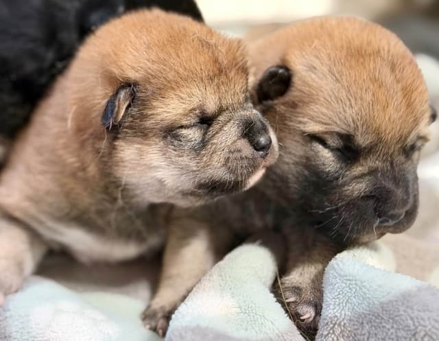 Shiba Inu Puppies media 4