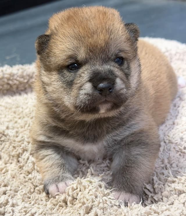 Shiba Inu Puppies media 5