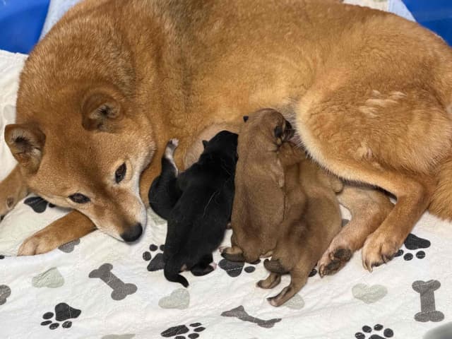Shiba Inu Puppies media 6