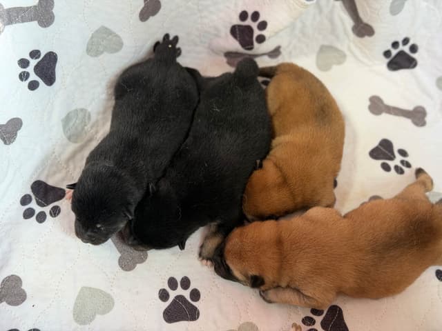 Shiba Inu Puppies media 7