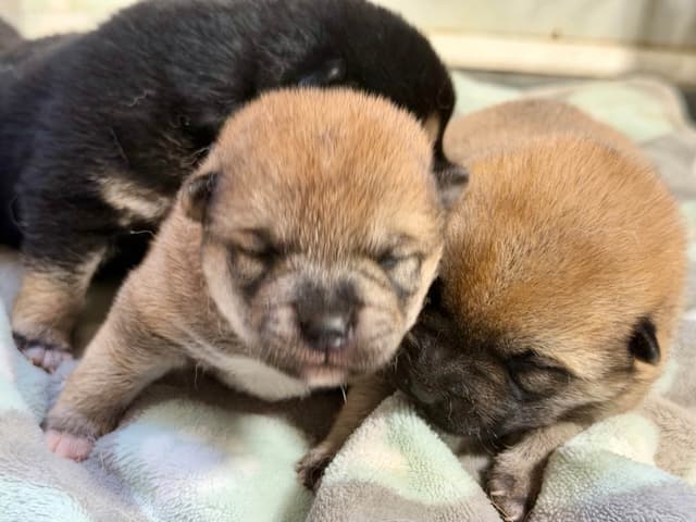 Shiba Inu Puppies media 8
