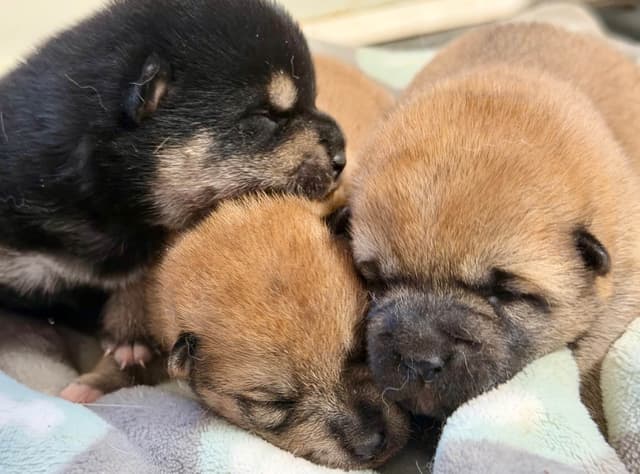 Shiba Inu Puppies media 9