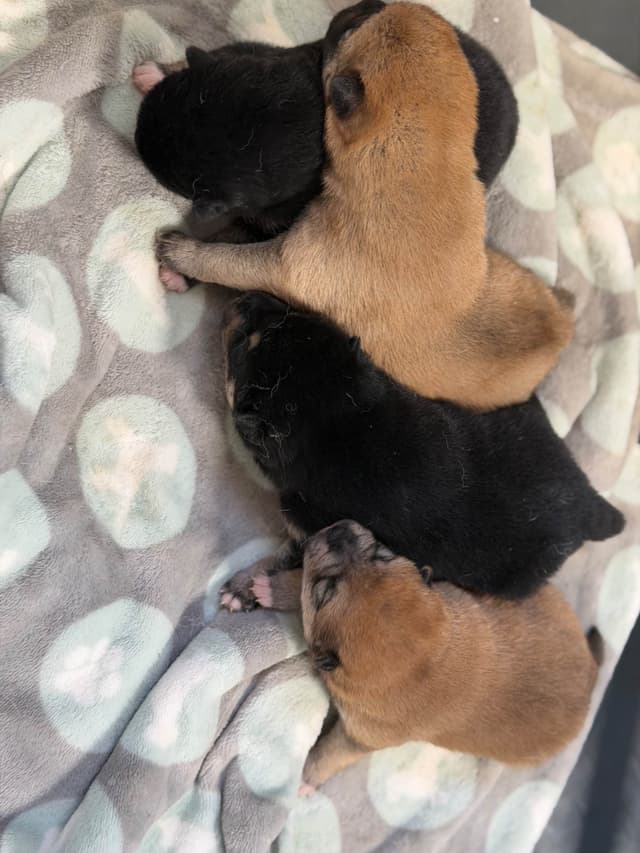 Shiba Inu Puppies media 10