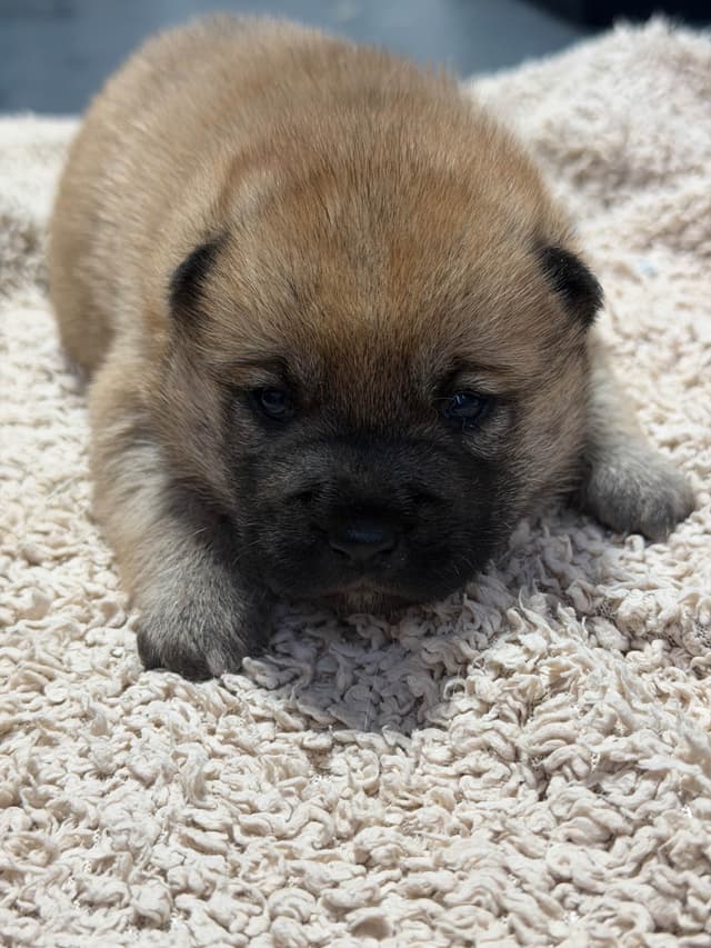 Shiba Inu Puppies media 12