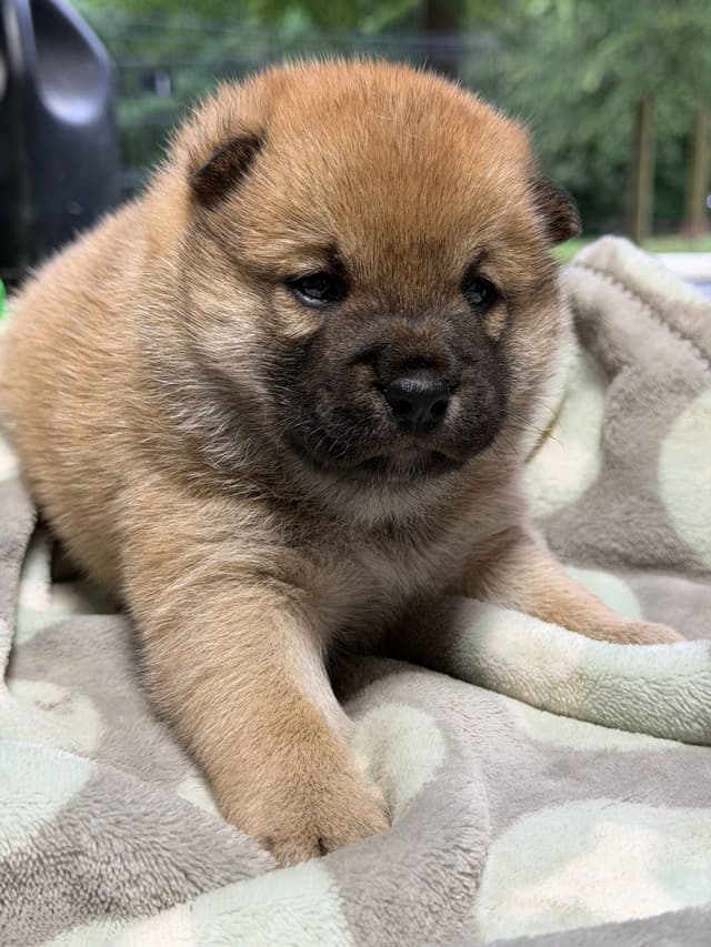 Shiba Inu Puppies media 2