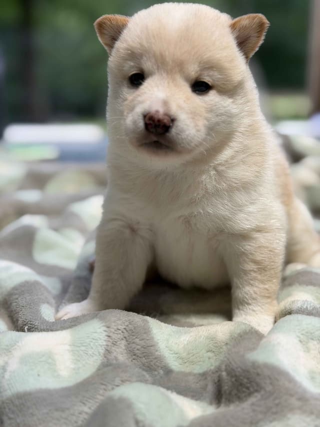 Shiba Inu Puppies media 2