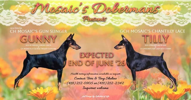 DOBERMAN- AKC CHAMPION / GRAND CHAMPION SIRE/ DAM