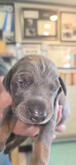 DOBERMAN- AKC CHAMPION / GRAND CHAMPION SIRE/ DAM thumbnail 2