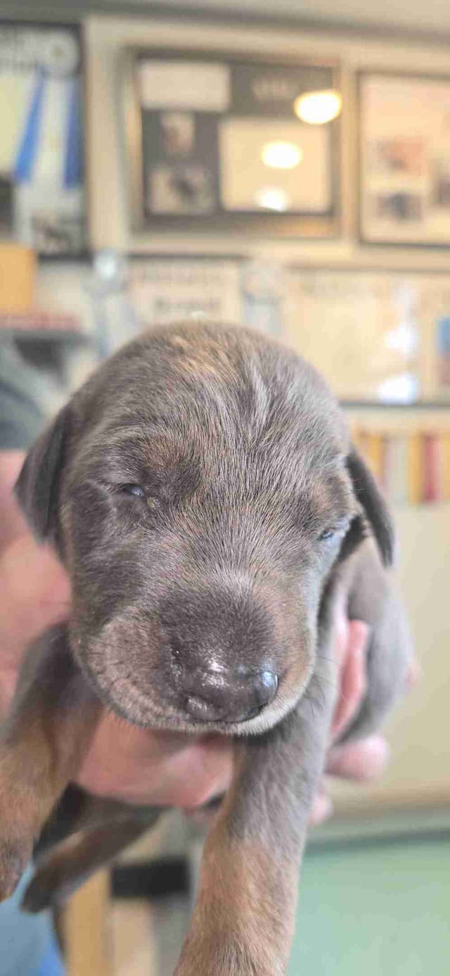 DOBERMAN- AKC CHAMPION / GRAND CHAMPION SIRE/ DAM