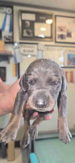 DOBERMAN- AKC CHAMPION / GRAND CHAMPION SIRE/ DAM thumbnail 3