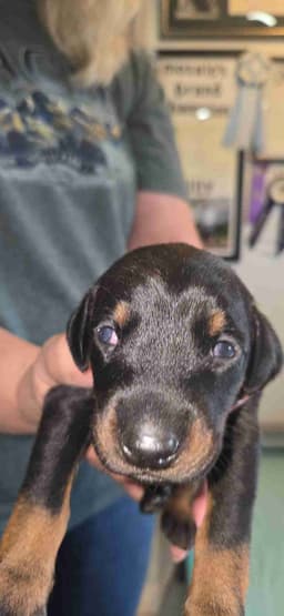DOBERMAN- AKC CHAMPION / GRAND CHAMPION SIRE/ DAM thumbnail 4