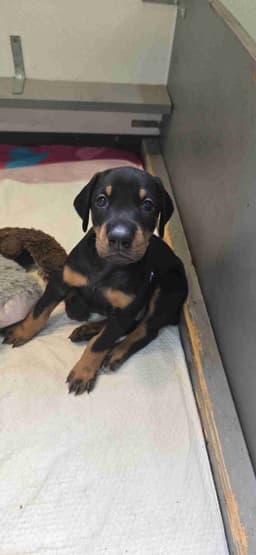 DOBERMAN- AKC CHAMPION / GRAND CHAMPION SIRE/ DAM thumbnail 5