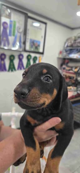 DOBERMAN- AKC CHAMPION / GRAND CHAMPION SIRE/ DAM thumbnail 6