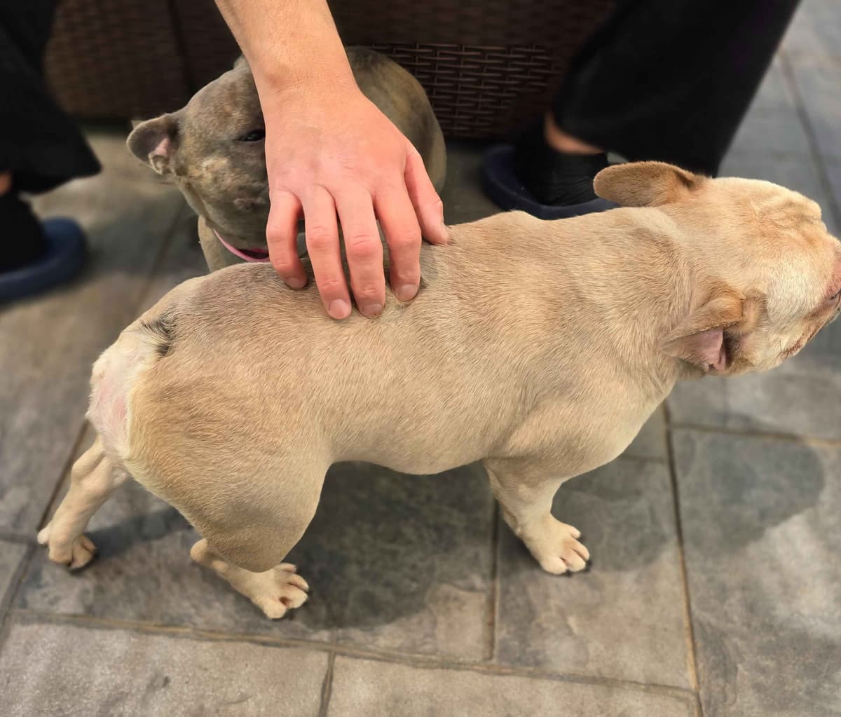 French Bulldog adorable Brindle Female breeder image 4
