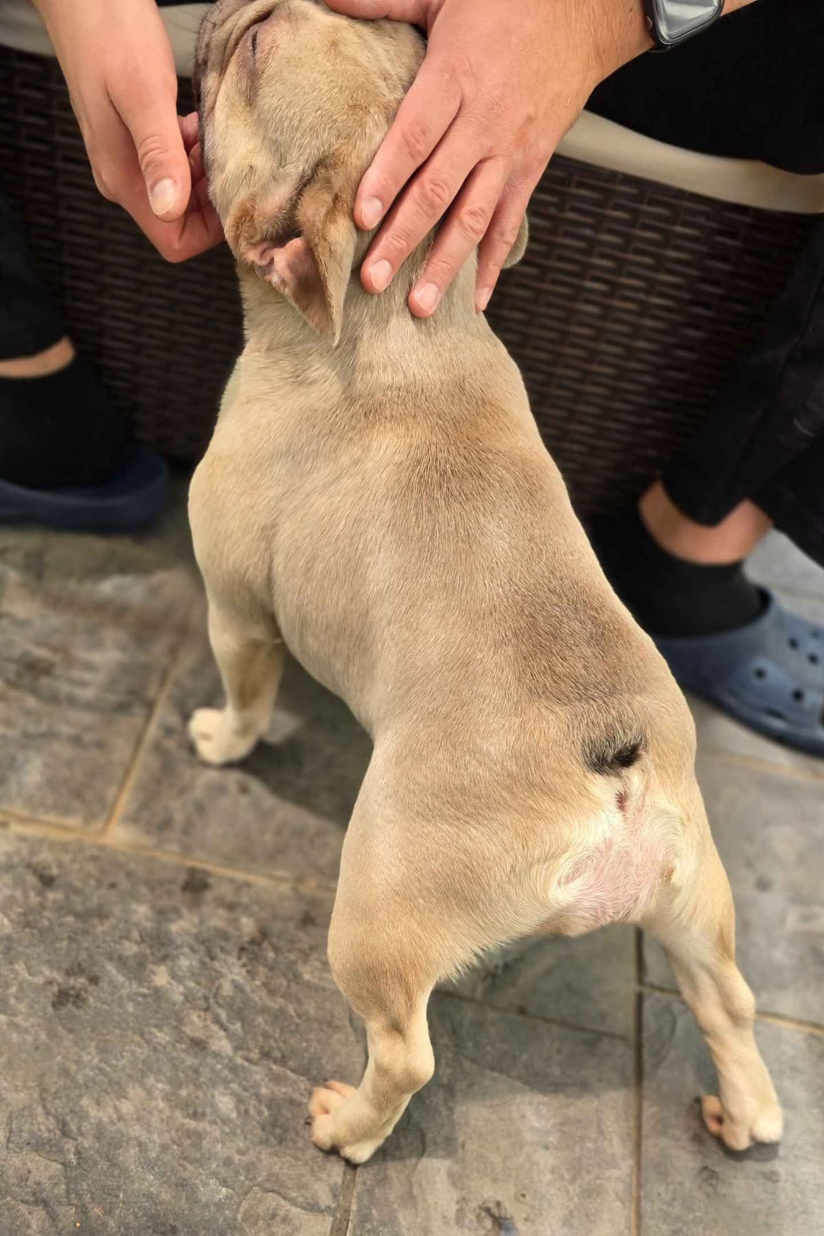 French Bulldog adorable Brindle Female breeder image 3