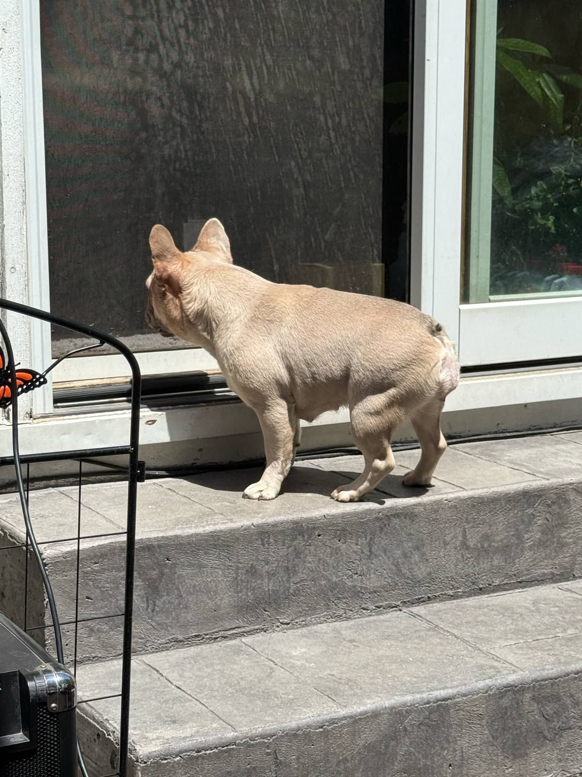 French Bulldog adorable Brindle Female breeder image 9