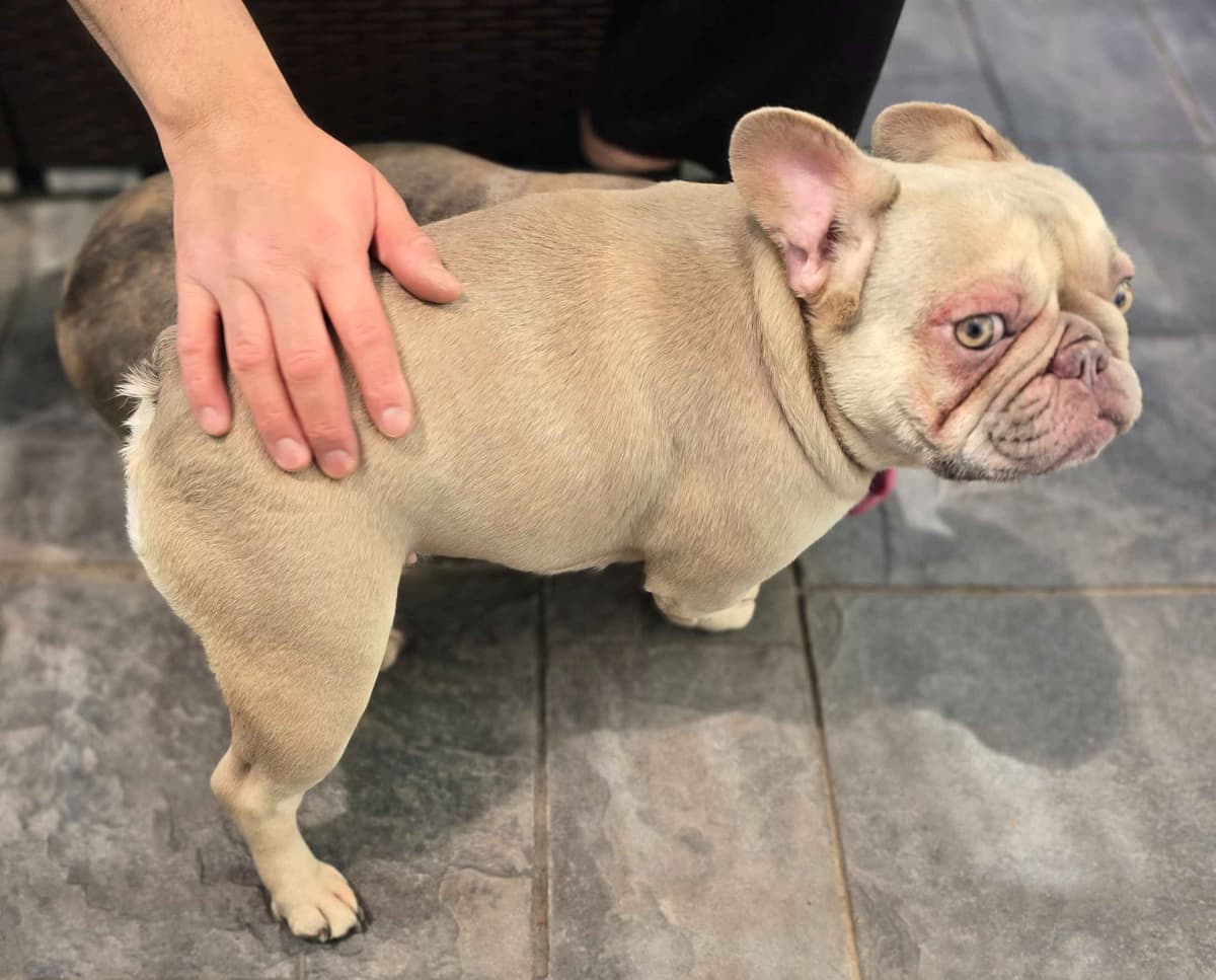 French Bulldog adorable Brindle Female breeder image 6